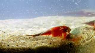 Triops Longicaudatus [upl. by Nottirb]