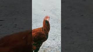 Beautifull Rooster shorts viralvideo birds rooster youtubeshorts [upl. by Roxy]