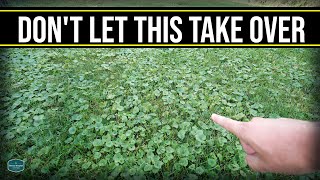 This Will Take Over Your Lawn  Get Rid Of Creeping Charlie Ground Ivy Wild Violet [upl. by Alliscirp762]