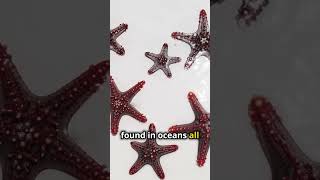 Amazing Starfish Facts That Will Surprise You [upl. by Seira]