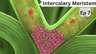 Ep 7  Intercalary Meristem  Tissues [upl. by Larimore]