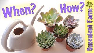 How To Water Succulents Tips to Keep Them Alive [upl. by Einolem]