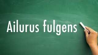 How To Pronounce Ailurus fulgens [upl. by Lawan]