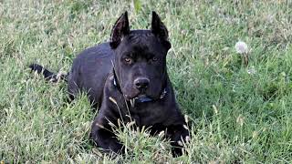 Cane corso pitbull mix [upl. by Brande]