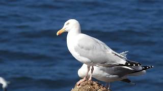 Silbermöwe Larus argentatus [upl. by Aydne]