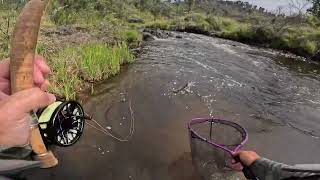 Yarrangobilly River Trout Fishing  4 January 2024  Day 10  Dry Dropper using Contact Nymphing Rig [upl. by Yesdnyl]