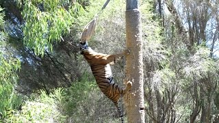 Sumatran Tiger Climbs 45 Metre Pole to Eat Dinner [upl. by Francie]