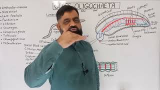 Class Oligochaeta UrduHindi medium profmasoodfuzail Structure of Earthworm  Phylum Annelida [upl. by Secnarf]