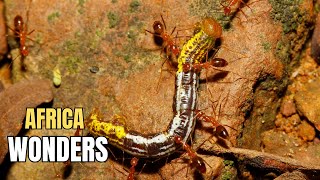 How Ants Hunt Their Enemies to Survive  AFRICA WONDERS [upl. by Som104]