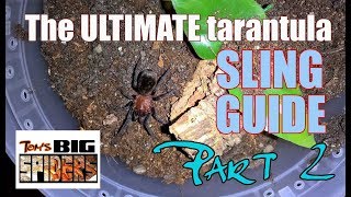 The ULTIMATE Tarantula Sling Guide  Part 2 [upl. by Benji]