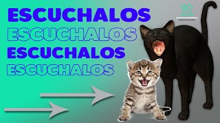 GATOS MAULLANDO compilación de los maullidos más asombrosos [upl. by Anaihs]