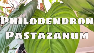 Philodendron Pastazanum Care Tips How to Care for Philodendron Pastazanum Rare Plant Houseplant Care [upl. by Artema]