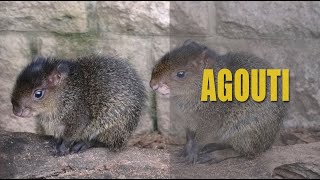 Interesting Facts About Agouti [upl. by Ahsiekin]