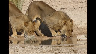 A photographic journey through Etosha Game Park Namibia namibia wildlife wildlifephotography [upl. by Ecnarual73]