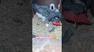 African grey parrot baby hatch africangray [upl. by Nahsad]