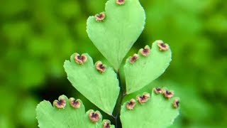 Life cycle of Adiantum maidenhair Fernpteropsida Tracheophytesbiology biologyclass11 [upl. by Fruma602]