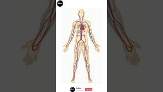 Blood Vessels bloodvessels bloodvessel artery arterygearfusion arteryhealth veins veinhealth [upl. by Ahsienal]