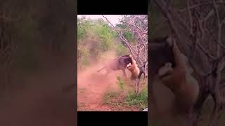 Wildebeest fight with lion shorts  wildlife [upl. by Land550]