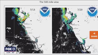 Red tide moving from Tampa Bay to Pinellas County beaches [upl. by Chaddie722]