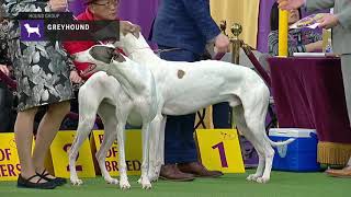 Greyhounds  Breed Judging 2019 [upl. by Deeanne]