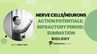 Action Potentials Refractory Period and Summation [upl. by Brouwer300]