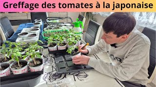 Greffage des tomates à la japonaise [upl. by Atiuqaj]