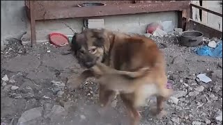 A dog bit his owner and started biting his tail [upl. by Ylhsa]