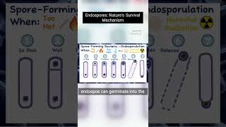 Endospores Natures Survival Mechanism  Endosporulation bacillus microbiology spores endospores [upl. by Piane793]