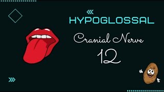 Cranial Nerve XII  Hypoglossal Nerve  Easy Urdu Language [upl. by Aerdnua]