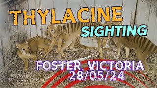 Thylacine sighting 290524  last night 1100pm Foster Victoria with Peter [upl. by Edas]