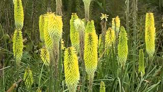 Kniphofia hybr Percys Pride [upl. by Asillem410]