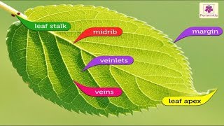 Structure of A Leaf  Environmental Studies Grade 4  Periwinkle [upl. by Bartholomeo280]