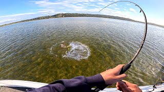 Topwater Flathead Action in the Afternoon [upl. by Flower598]