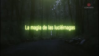 La magia de las Luciérnagas [upl. by Dupuy]