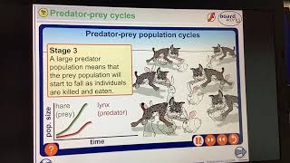 KS4GCSEBIOLOGYEcologyPredtor prey population graphs [upl. by Narcis665]