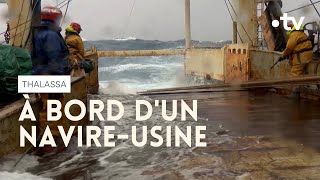 Marin pêcheur  lun des métiers les plus dangereux au monde  Thalassa [upl. by Stilu]