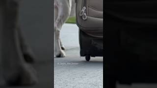 When you’ve had enough 😤 funnydogs dogskit [upl. by Nomal]