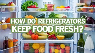 Why Do Refrigerators Keep Food Fresh The Science of Food Preservation [upl. by Berlauda]