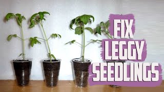 Fix Leggy Seedlings  How to Stabilize Seedlings  How to Fix Stretched Seedlings [upl. by Nnaear]