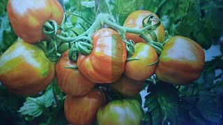 Unlock The Secrets of Heirloom Tomatoes How to Harvest Their Seeds [upl. by Kimbell693]