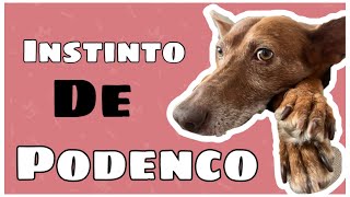 🔵EL INSTINTO del PODENCO 🦊Entenderlo y aceptarloPodencos [upl. by Ahsitil]