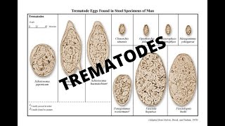 Parasitology 101 Trematodes [upl. by Euseibbob689]