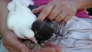 How to hand feed baby pigeons Orphaned fantail pigeons Pigeons paons orphelins [upl. by Deirdre]