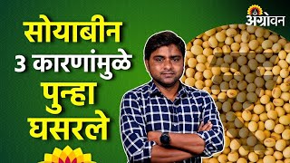 Soybean Market आंतरराष्ट्रीय बाजारात सोयाबीन सोयापेंडच्या भावात मोठी घट  Agrowon  ॲग्रोवन [upl. by Menis439]