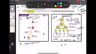 Embryology  Gametogenesis  Mutah [upl. by Novahc]