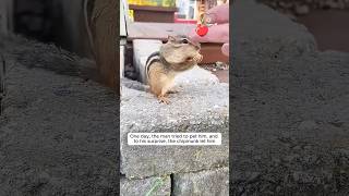 The man fed the chipmunk and became friends with it shorts [upl. by Coney214]