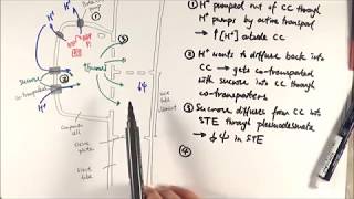 AS Biology  Translocation 1 Phloem loading OCR A Chapter 94 [upl. by Nordin]