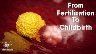 from fertilization to childbirth  3d medical animation  by Dandelion Team [upl. by Reemas85]