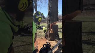 Shark Gill Sizwell with Stihl 400c wood chainsaw stihl tree treework arborist felling [upl. by Dedra]