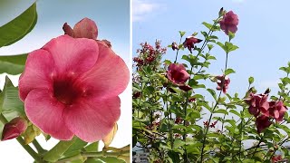 How To GROW amp CARE For Allamanda In Pot SUCCESSFULLY [upl. by Okir]